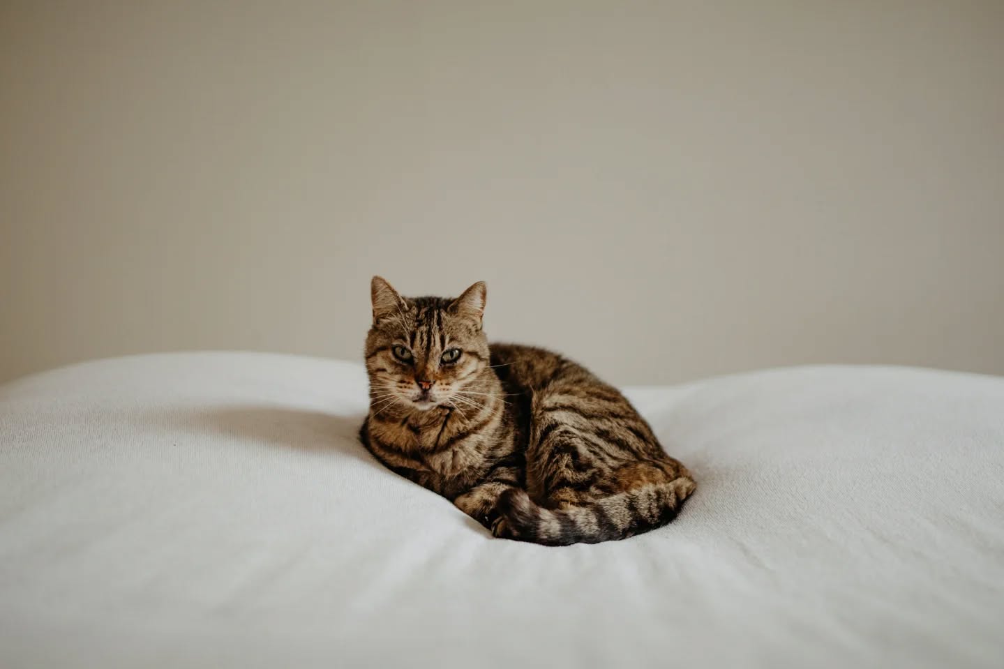 Aujourd'hui, une petite place particulière sur le feed pour ma petite Crevette, ce bébé chat de bientôt 17 ans qui est entrée dans ma vie pendant mes études de photo. Elle est partie rejoindre les étoiles ce début de semaine en nous laissant avec une grande tristesse. Un chat câlin, avec un sacré caractère que peu pouvait comprendre ! 
Elle me manquera ma Crevette d'amour 🤍